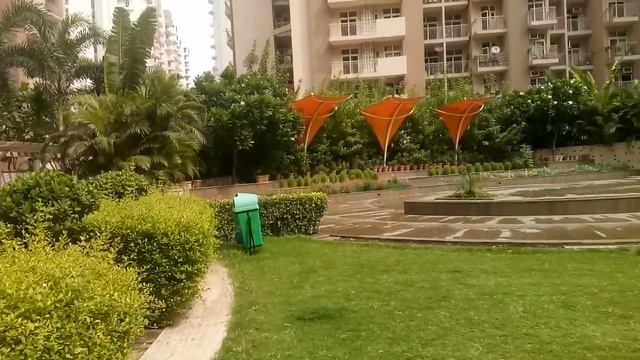 Ficus Panda Plant Hedge.