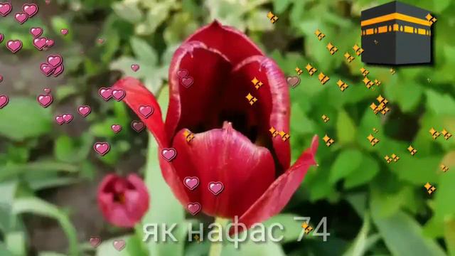 Эй набичонам эй набичонам. Наби чону ДИЛАМ оромиши чонам Наби. мавлуд . нашид . смотреть онлайн