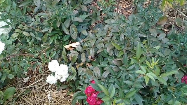 Роза Аспирин-сорт из категории посадил и забыл??; роза Грин айс - отличный цветущий бордюр ??? смотреть онлайн