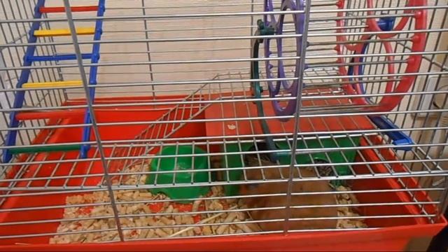 Сирийский хомяк. Хомяки в домашних условиях. смотреть онлайн