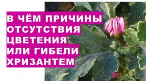 Основные причины отсутствия цветения или гибели хризантем