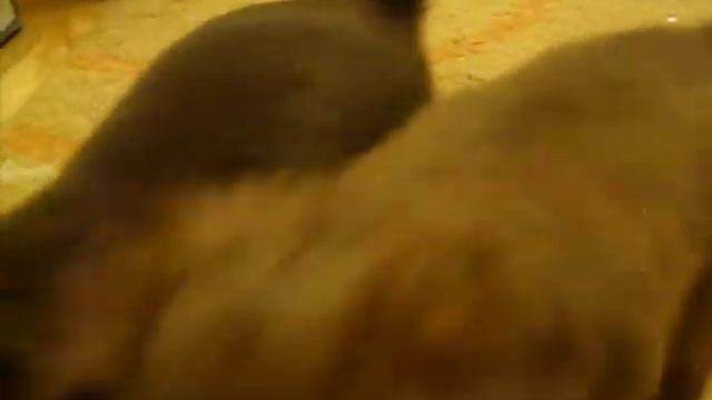 Игры щенков русского тоя.