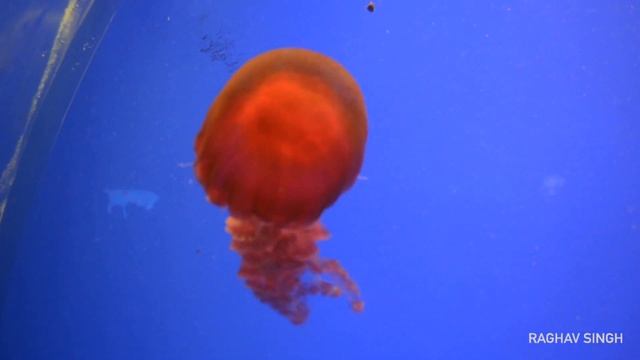 Jellyfish | Popular Species of Jellyfish | Sea wasp (Chironex fleckeri), Moon Jelly смотреть онлайн