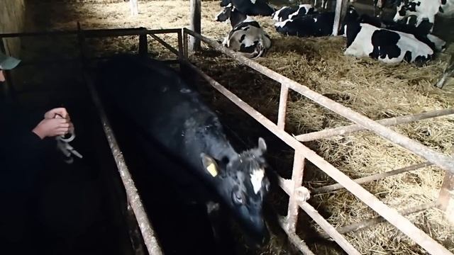 Мерная лента - определяем вес голштина. Measuring tape is the defining weight cows смотреть онлайн