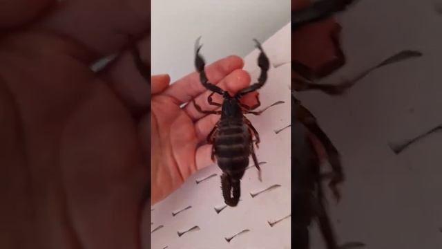 Скорпион на руке смотреть онлайн