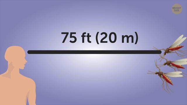 What Happens to Your Body When a Mosquito Bites You смотреть онлайн