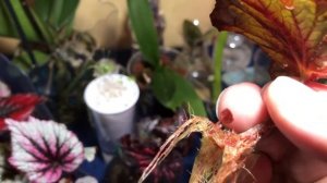 Бегония - размножение, 5 проверенных методов.