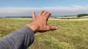 Убираем овес на сенаж