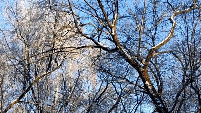 У нас уже зима,прогулка,наблюдение за поведением белочек. смотреть онлайн