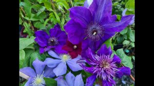 КЛЕМАТИСЫ. Когда ОТКРЫВАТЬ,  как  ПОСАДИТЬ правильно и где купить САЖЕНЦЫ? Отвечаю на Ваши вопросы!