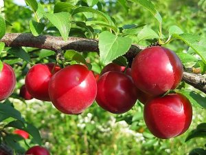 Райские яблоки....mp4