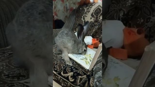 Заяц дома. Что грызёт заяц или игрушки зайчика смотреть онлайн