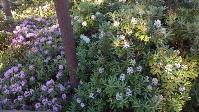 RHODODENDRON PARK (Haagan Alppiruusupuisto) | Helsinki | | Finland | By Drone смотреть онлайн