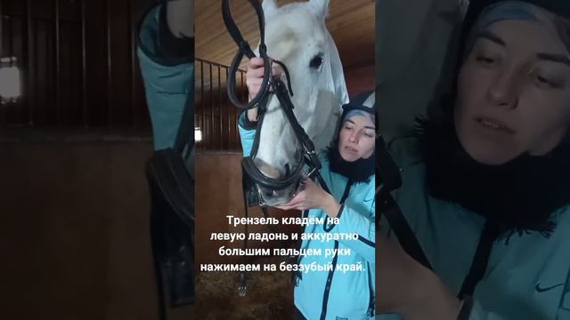 Надеваем уздечку с мартингалом. смотреть онлайн