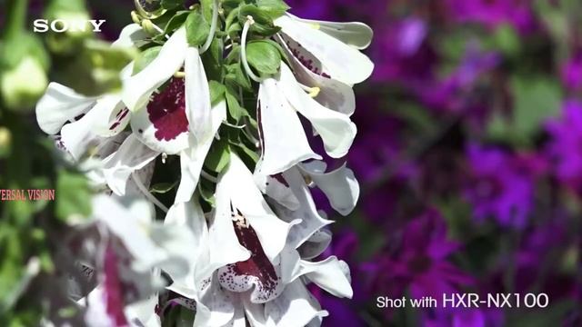 Sony Professional HXR NX100 Beauty Video смотреть онлайн