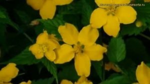 Керрия японская Голден Гинея. Краткий обзор, описание характеристик kerria japonica Golden Guinea