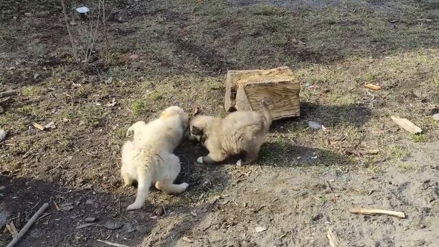 ПРИГОТОВЛЕНИЕ АППЕТИТНЫХ БЛЮД В НАШЕЙ ДЕРЕВНЕ Азербайджанская Кухня Деревенская Кухня Рецепты смотреть онлайн