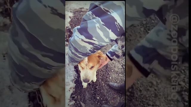 История Грея из Зябликово 01.22 спасение собаки с улицы смотреть онлайн