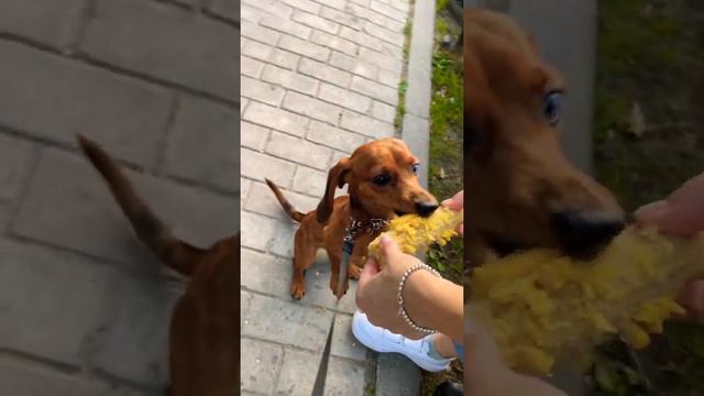 Мини такса кушает кукурузу в парке развлечений. Mini dachshund eats corn in an amusement park. смотреть онлайн