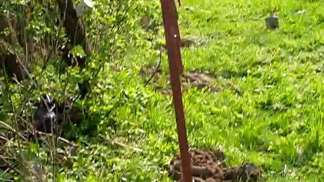 Установка столбов под сетку рябицу смотреть онлайн