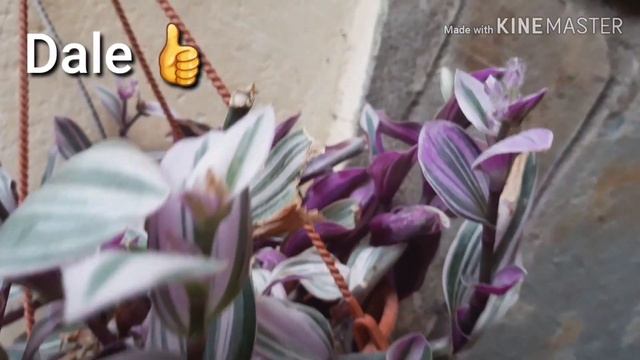 Tradescantia Tricolor Variegata., COLGA COLORES