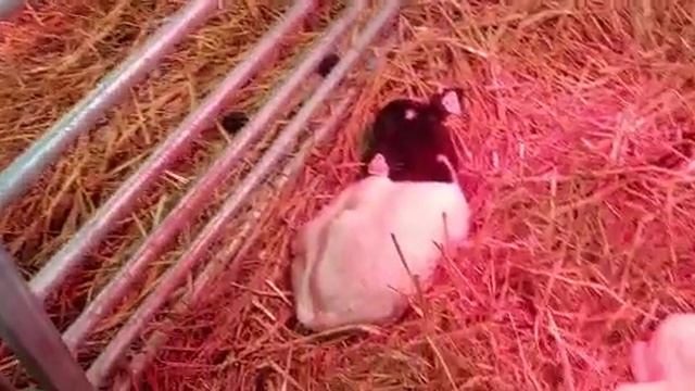 Содержание овец зимой. Часть 2 смотреть онлайн