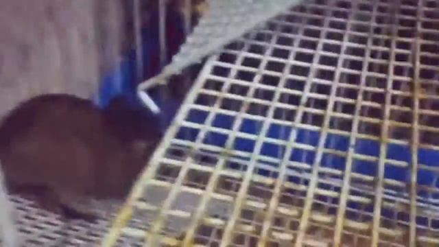 Милые бельчата? смотреть онлайн