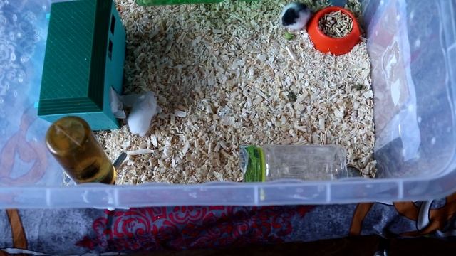 НОВЫЕ ПИТОМЦЫ! САМЫЕ МАЛЕНЬКИЕ ХОМЯЧКИ В МИРЕ! :) смотреть онлайн