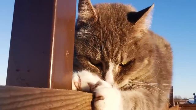 Волчица плакала как дитя, моля лесника забрать щенка. Ей оставалось совсем недолго смотреть онлайн