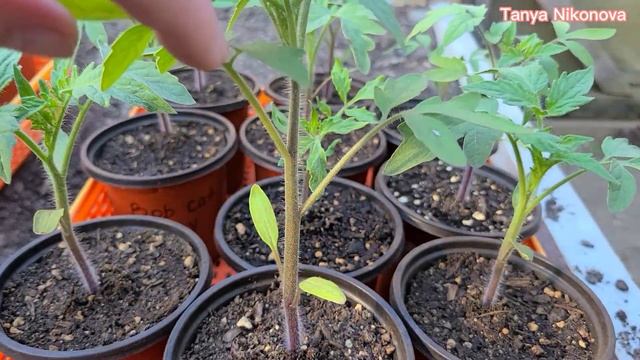 РАССАДА ТОМАТОВ ПРИЗЕМИСТАЯ И КОРЕНАСТАЯ КАК В МАГАЗИНЕ. ПОЧЕМУ РАССАДА НЕ ВЫТЯНУЛАСЬ. смотреть онлайн