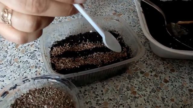 Сальвия- благородный огненный цветочек смотреть онлайн