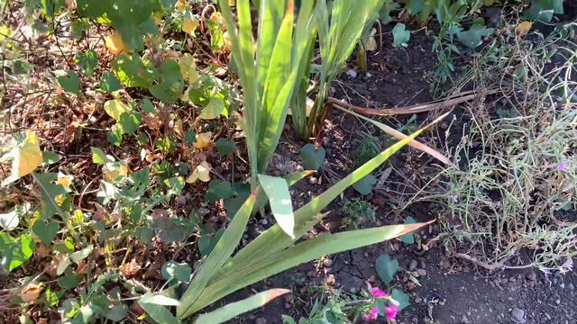 Готовлю на улице / В Башкирию лето вернулось, засуха / VIP услуга закончилась / Влог смотреть онлайн