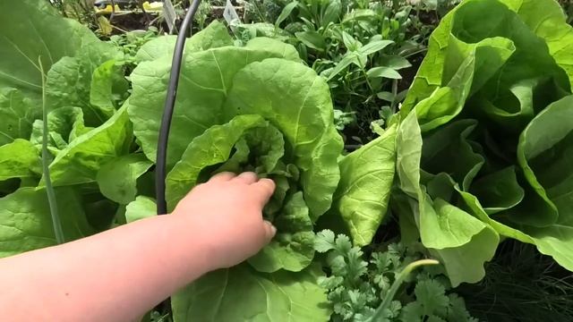 04 06 2022г сорта картофеля-василёк и родриго дача под Архангельском смотреть онлайн