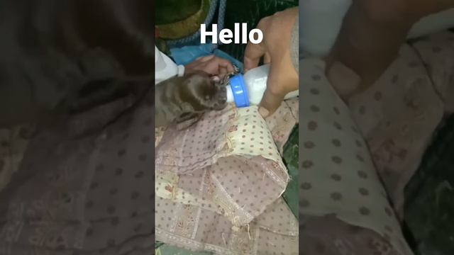 @Pitbull hello friends #sound of love смотреть онлайн