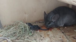 БЕРЕМЕННОСТЬ ШИНШИЛЛЫ ? роды и схватки