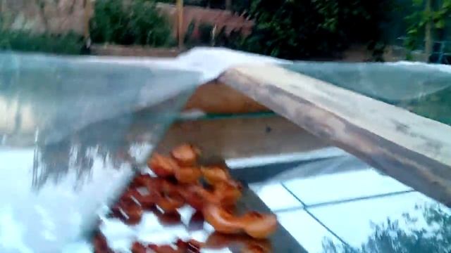 ? Домашний "солярий" для заготовки абрикосов. Сушим курагу дома. смотреть онлайн