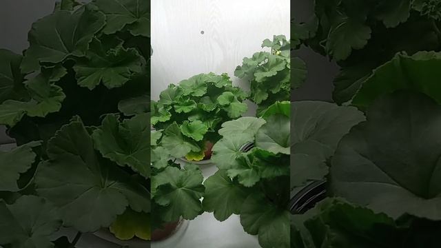 как поживают мои пеларгонии смотреть онлайн