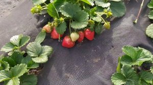 Сладкие сорта клубники сентябрьский обзор 10 сортов ( нсд )