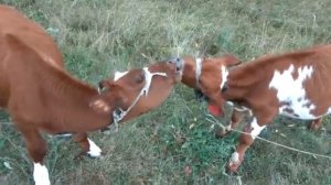 телята айширской породы