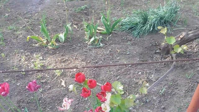 В УКРАИНЕ ЦАРСТВУЕТ КАЛИНА! смотреть онлайн