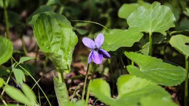 Многокрасочное цветение Голосеевского леса смотреть онлайн