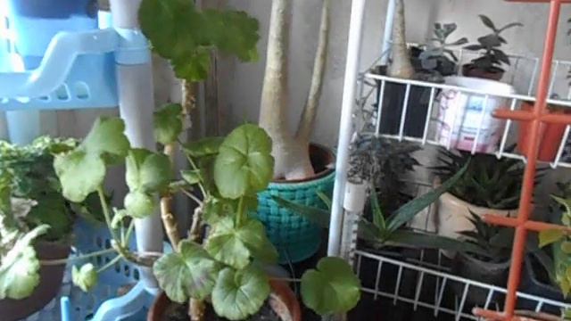 Обрезанные адениумы, прививки / анонс смотреть онлайн