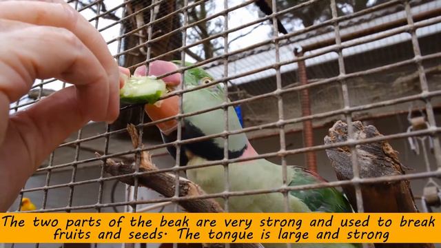 Parrot Facts for Kids | Interesting Educational Video about Parrots for Children | Fun Facts смотреть онлайн