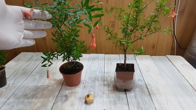 Комнатный гранат обязательно зацветет и даст плоды. Выращиваем гранат дома. смотреть онлайн