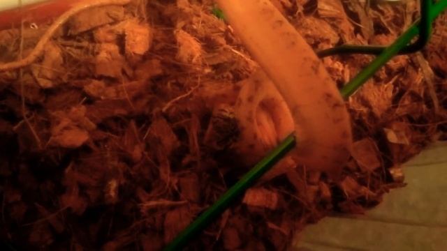 #удав #ест #мышь #удавпоедаетмышь Удав ест мышь ? смотреть онлайн