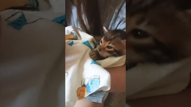 Как кормить котят из бутылочки? Легко!!! смотреть онлайн