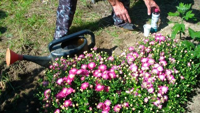 Хризантема мультифлора, подкормка во время цветения. смотреть онлайн