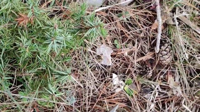 Coprinus comatus la barbuda ??? setas a montones ?????? смотреть онлайн
