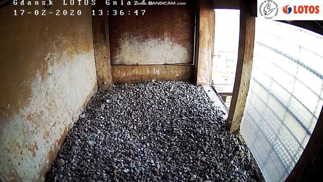 Gdańsk Lotos 17 02 2020 Nowy смотреть онлайн