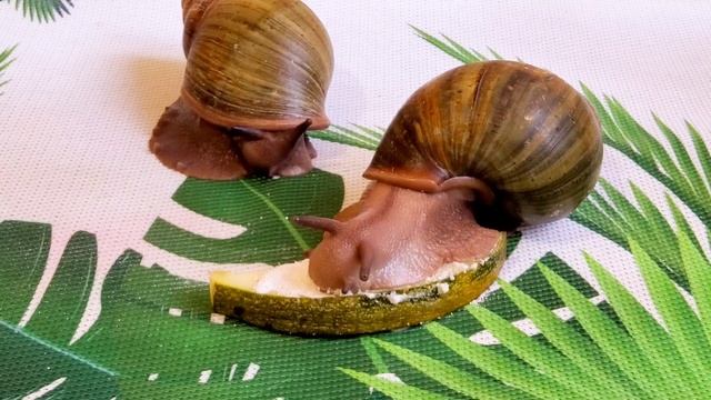 Чем кормить улиток? | Что едят улитки? | Питание улиток | Snails For You